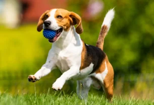 cachorro pulando